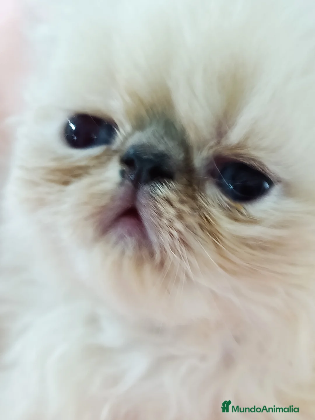 Himalayo gatos en venta: CACHORROS PERSAS HIMALAYOS  - Anuncio 4