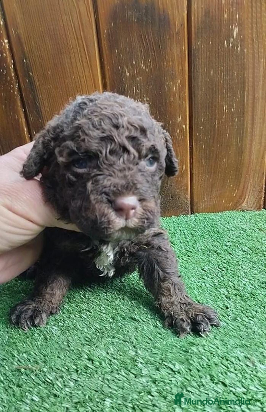 Perro de Agua Español perros en venta: Perro de agua  - Anuncio 1