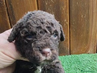 Perro de Agua Español perros Perro de agua - Anuncio 1