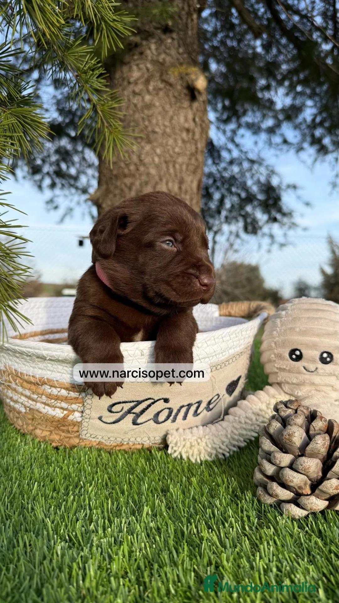 Labrador Retriever perros en venta: CRIADERO DE LABRADOR en Asturias - Anuncio 4