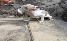 Whippet perros en venta: Whippet  - Imagen 13