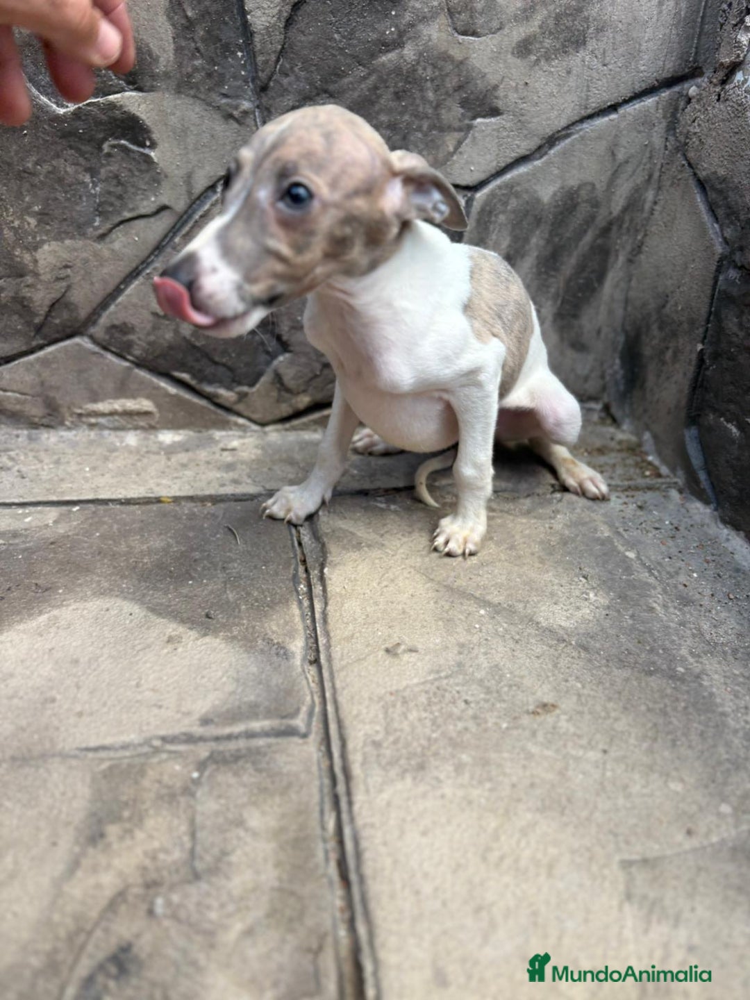 Whippet perros en venta: Whippet  - Imagen 13