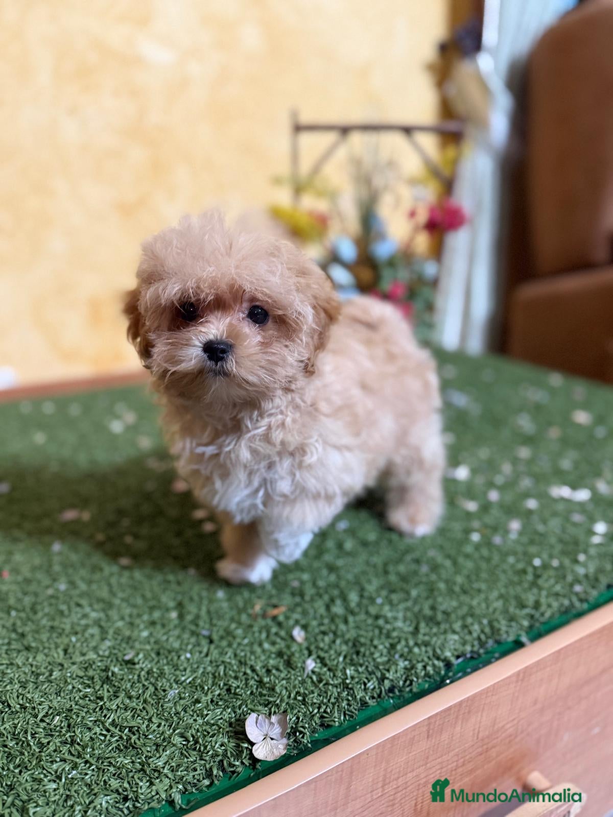 Maltipoo perros en venta: Maltipoo hembra lista para entregar!! - Anuncio 6