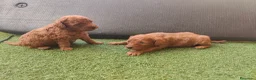 Caniche Toy perros en venta: Caniche toy Prao Toro  - Anuncio 6
