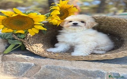 Maltipoo perros en venta: Maltipoo Con toda la vacunación completa. - Imagen 1