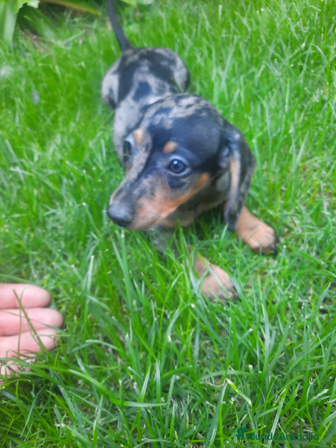 Teckel Miniatura perros en venta: Teckel de pelo corto  - Imagen 7