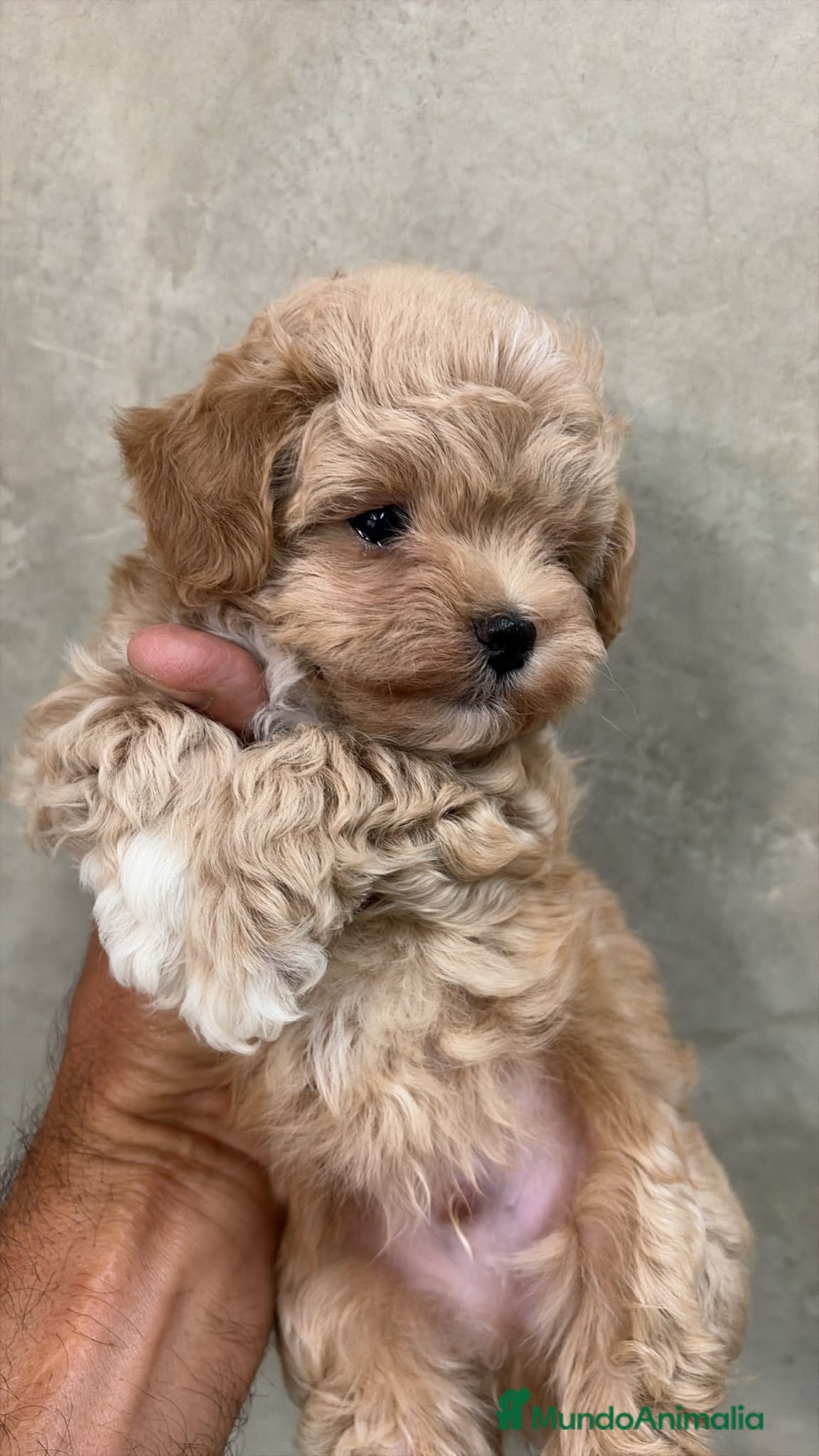 Maltipoo perros Maltipoo toy muy chiquitín !!! - Anuncio 1