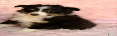 Perro Pastor de las Shetland 2