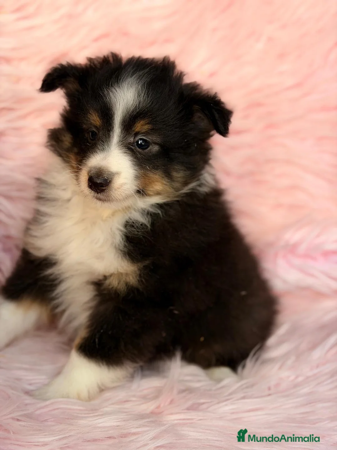 Perro Pastor de las Shetland perros en venta: SHETLAND TRICOLOR - Anuncio 2