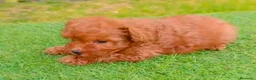 Caniche Toy perros en venta: Caniches rojos toy tacita teé  - Anuncio 2