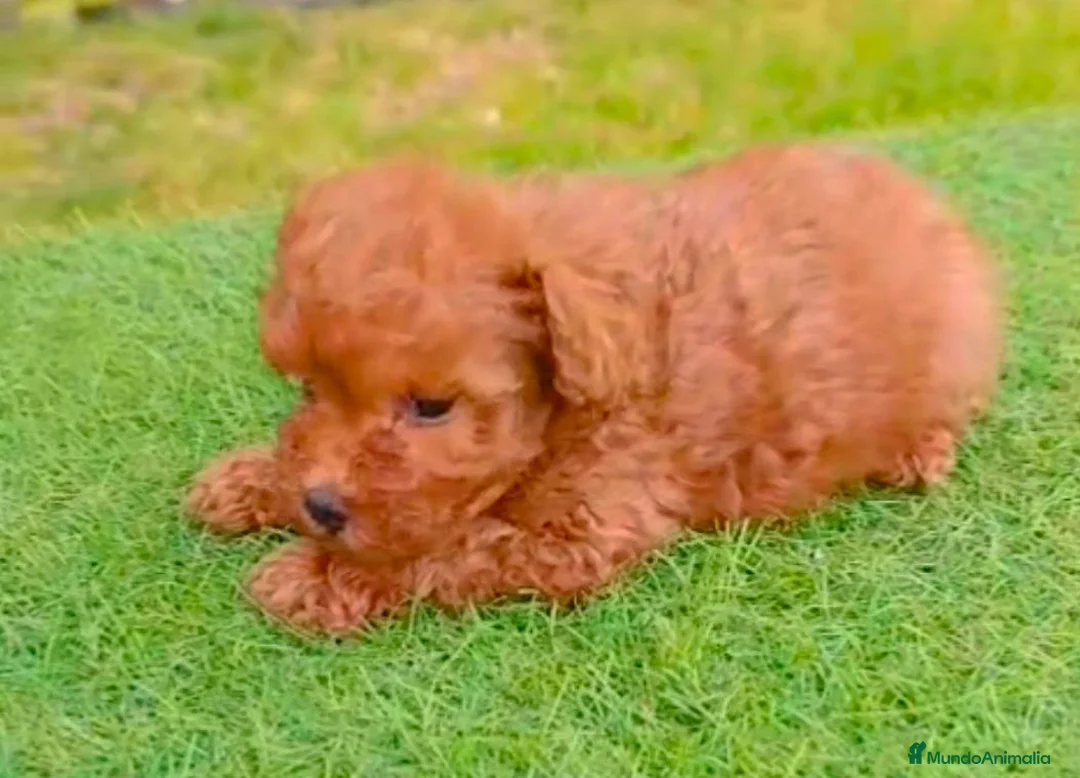 Caniche Toy perros en venta: Caniches rojos toy tacita teé  - Anuncio 2