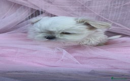 Bichón Maltés perros en venta: Coreano 💯 x 💯 Bichón maltes  - Anuncio 6