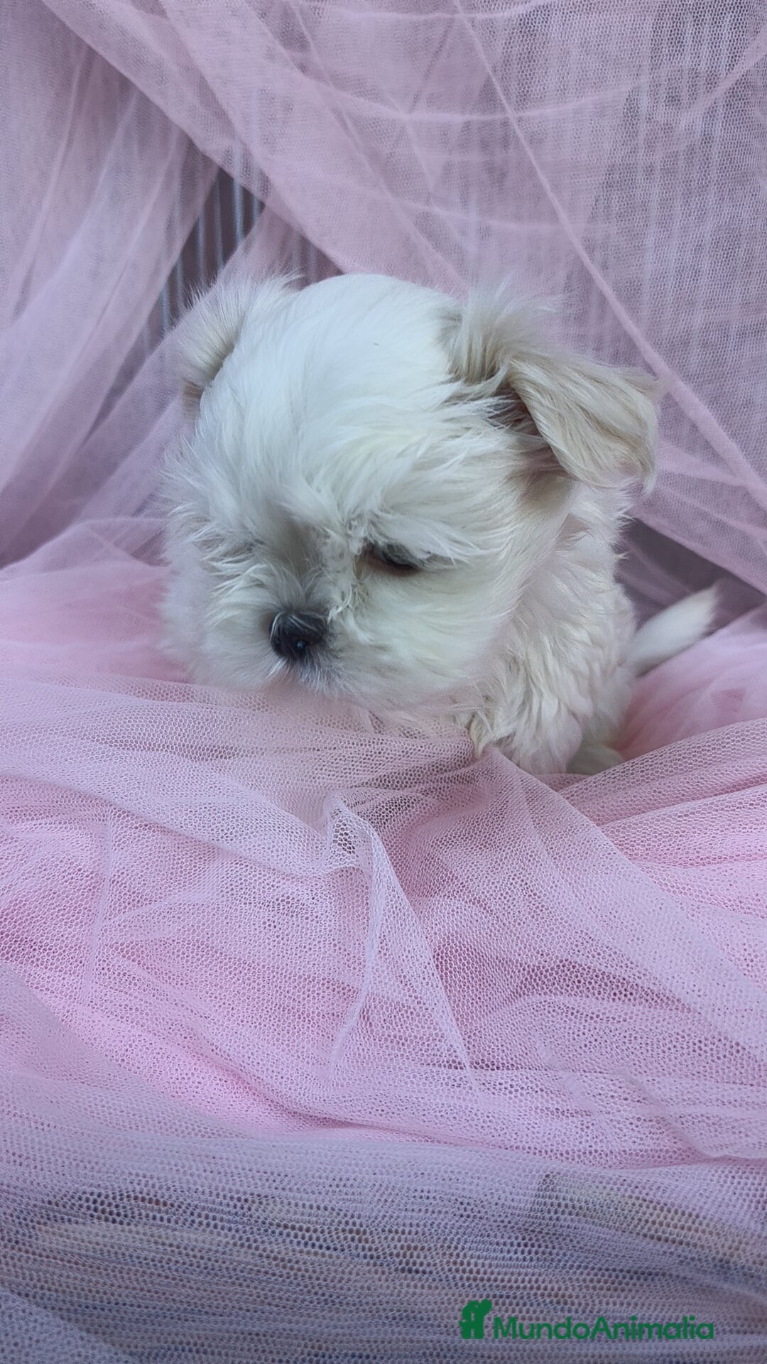 Bichón Maltés perros en venta: Coreano 💯 x 💯 Bichón maltes  - Anuncio 6