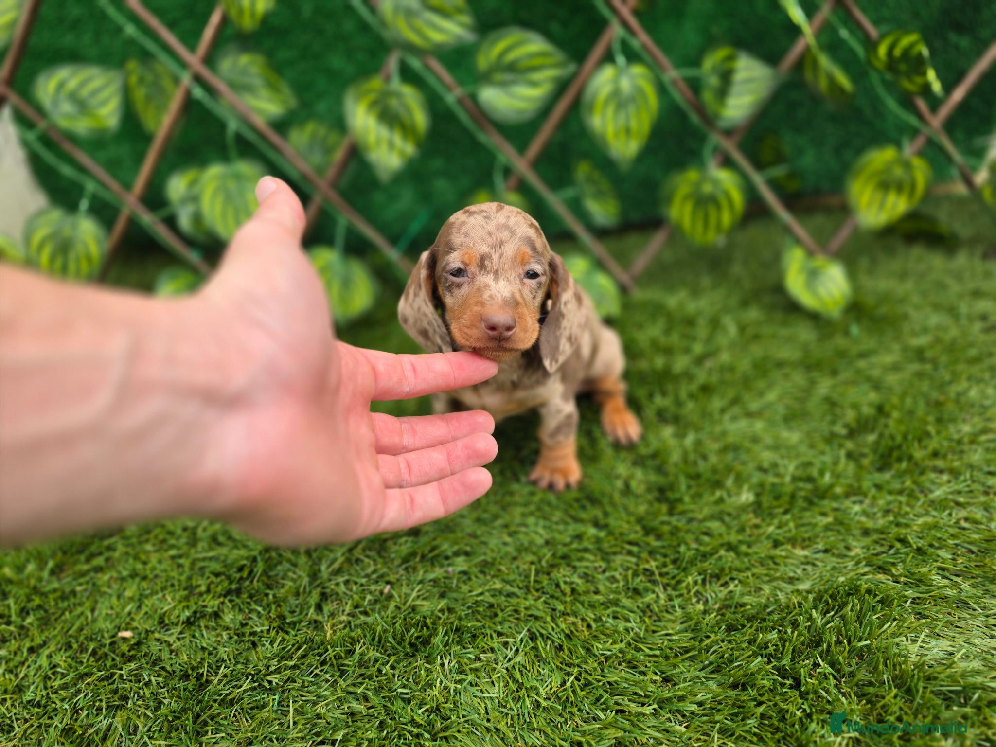 Teckel Miniatura perros TECKEL KANNINCHEN ARLEQUIN - Anuncio 1