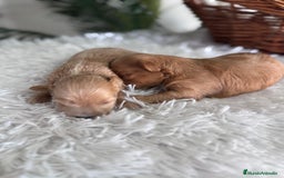 Maltipoo perros en venta: MALTIPOO MACHOS - Imagen 3
