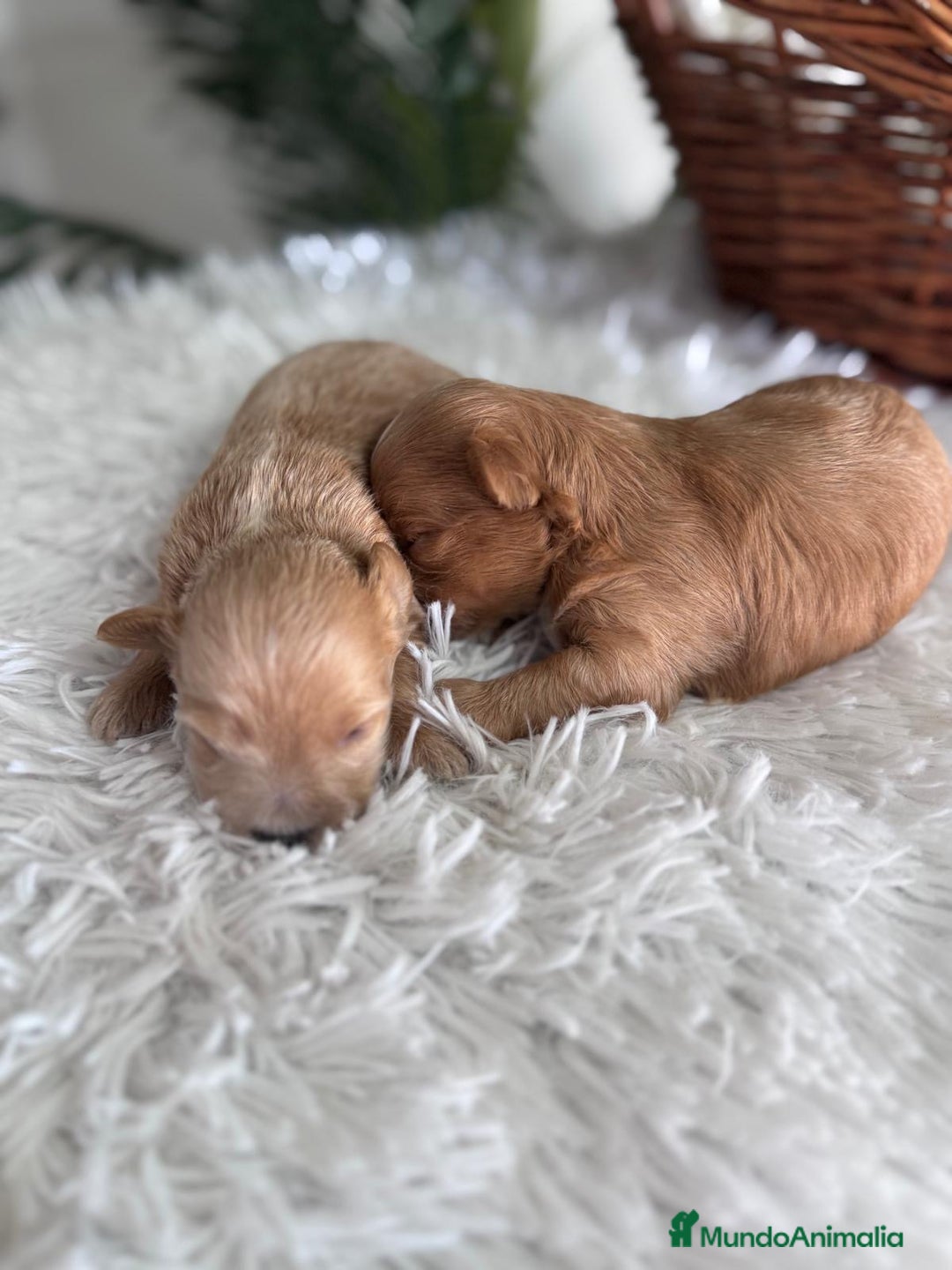 Maltipoo perros en venta: MALTIPOO MACHOS - Imagen 3