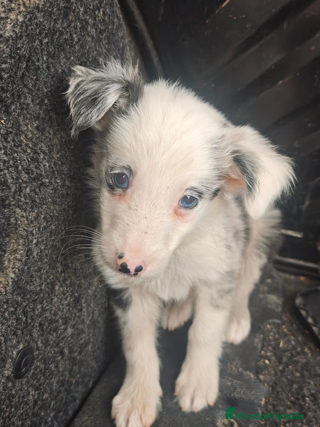 Border Collie perros en adopcion: Precisos collie - Anuncio 1