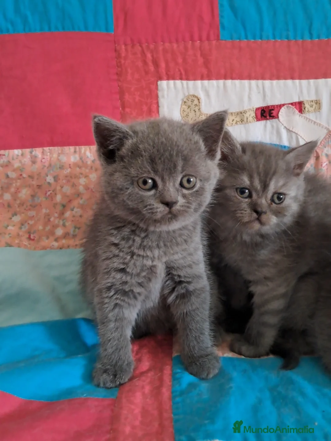 Británico de Pelo Corto gatos en venta: CAMADA SE BRITISH  - Anuncio 8