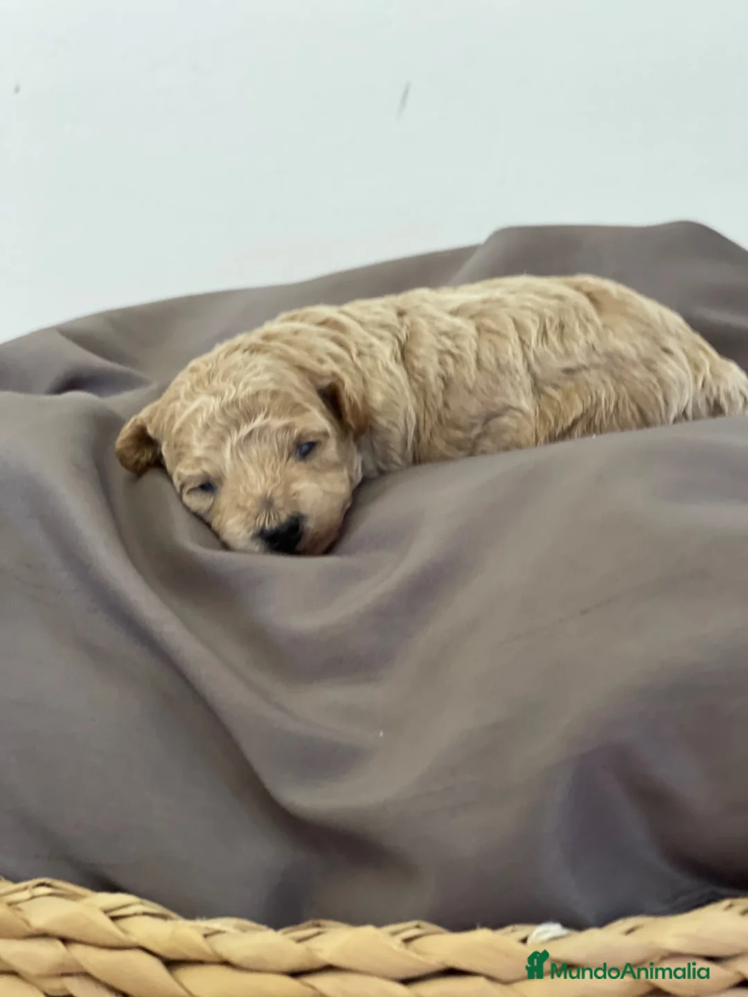 Caniche Toy perros en venta: Caniche toy Crema - Anuncio 5