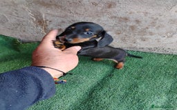 Teckel perros en venta: Hembra teckel miniatura  - Imagen 4