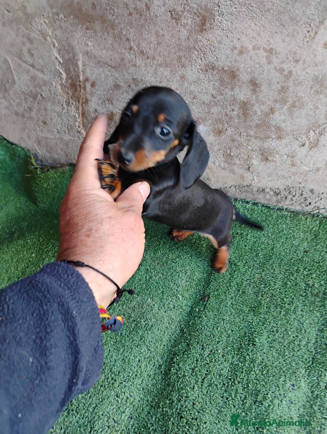 Teckel perros en venta: Hembra teckel miniatura  - Imagen 4