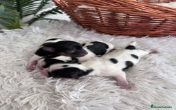 Yorkshire Terrier perros en venta: YORKSHIRE TERRIER BIEWER - Imagen 15