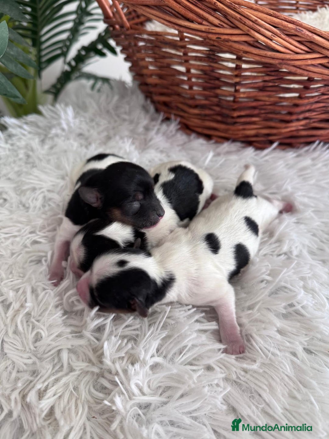 Yorkshire Terrier perros en venta: YORKSHIRE TERRIER BIEWER - Imagen 15