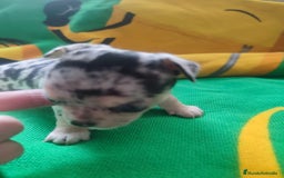Chihuahua perros en venta: Chihuahua hembra Toy  - Imagen 3