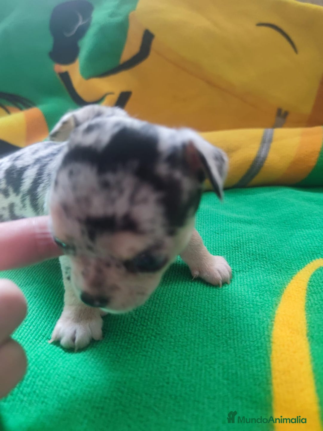 Chihuahua perros en venta: Chihuahua hembra Toy  - Imagen 3