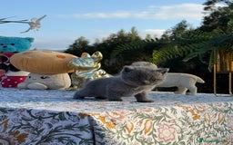 Británico de Pelo Corto gatos en venta: Preciosos british machos - Imagen 1