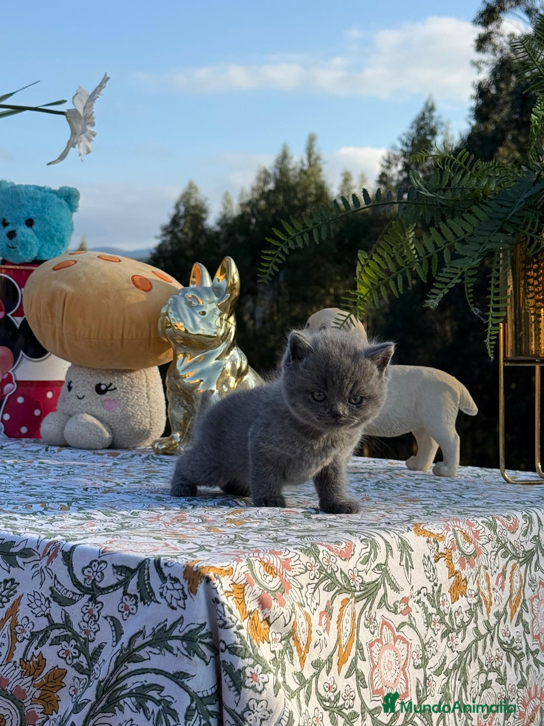 Británico de Pelo Corto gatos en venta: Preciosos british machos - Imagen 1