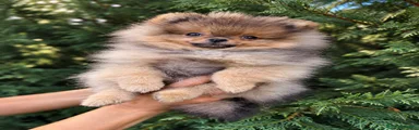 Biscuit