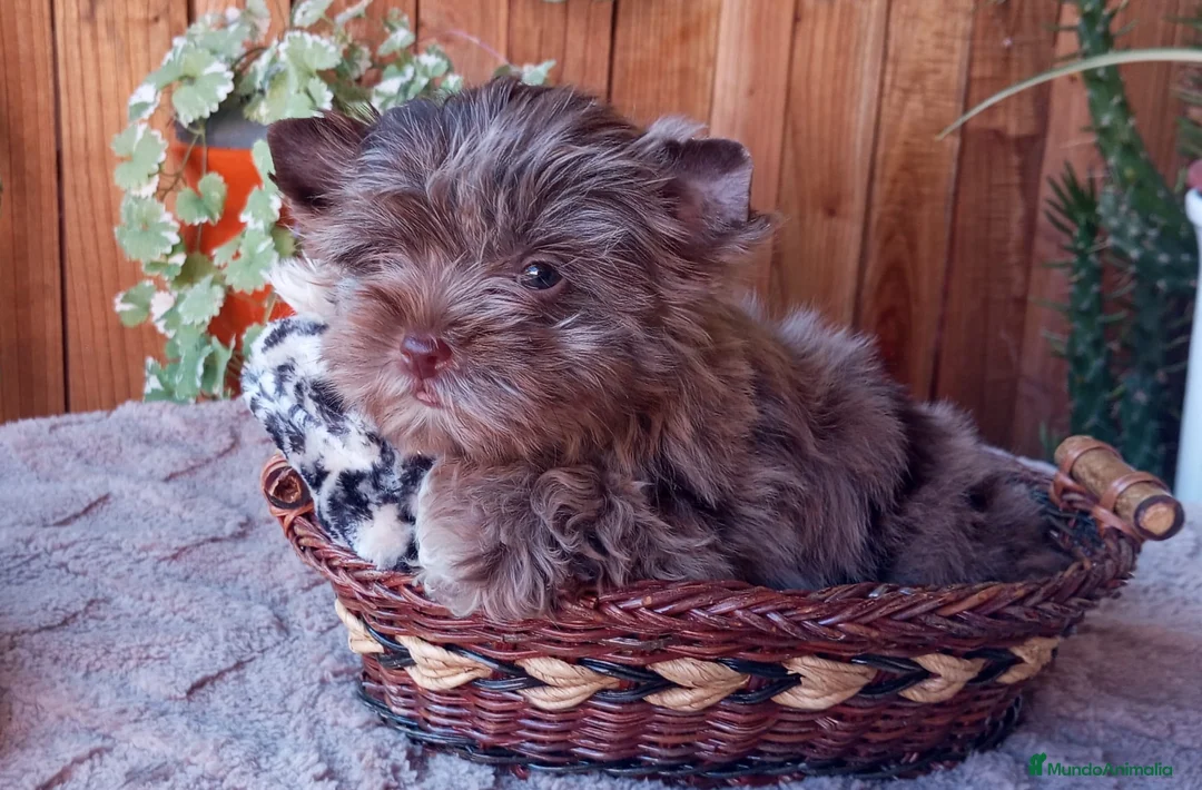 Yorkshire Terrier perros en venta: Exclusivo macho yorkshire chocomerle toy - Anuncio 3