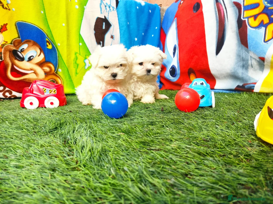 Bichón Maltés perros en venta: Bichón maltés - Anuncio 2