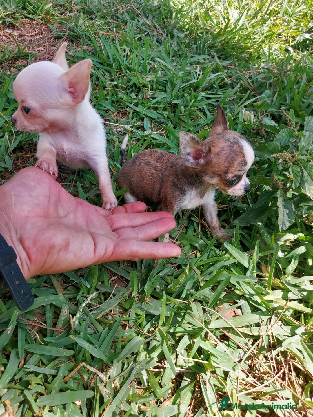 Chihuahua perros en venta: IMPRESIONANTE  CHIHUAHUA   LINEA  TOY  - Anuncio 1