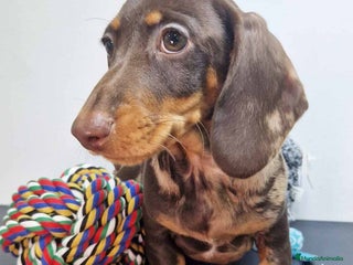 Teckel Miniatura perros en Barcelona - Anuncio 8