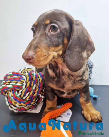 Teckel Miniatura perros en Barcelona - Anuncio 2