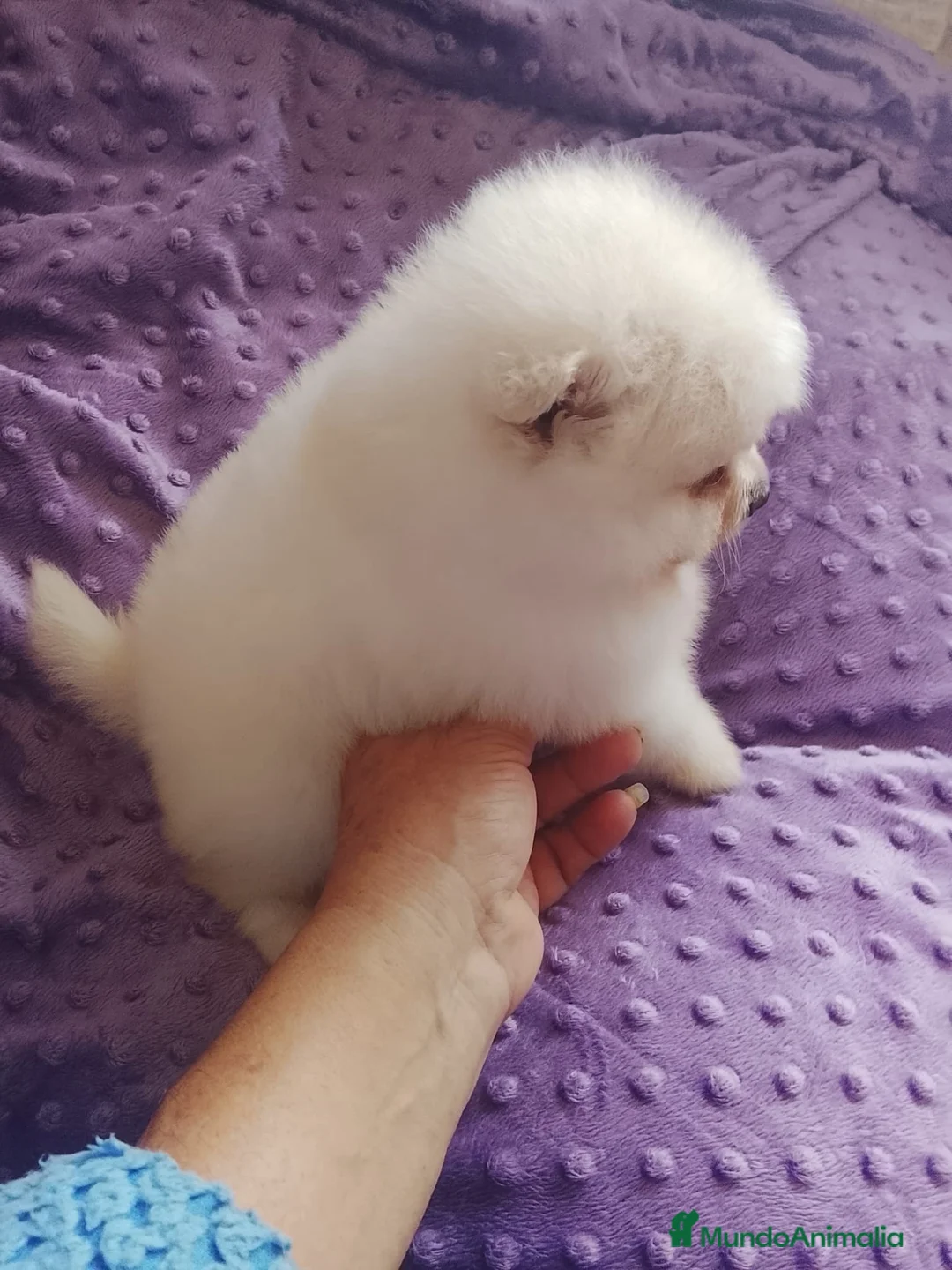 Pomerania perros en venta: Pomerania Standar  - Anuncio 2