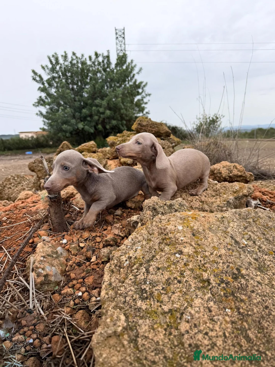 Teckel Miniatura perros en venta: MACHOS - TECKEL MINI ISABELLA - Anuncio 3