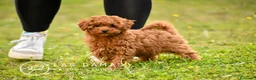 Caniche Toy perros en venta: Caniches toy disponibles - Anuncio 3