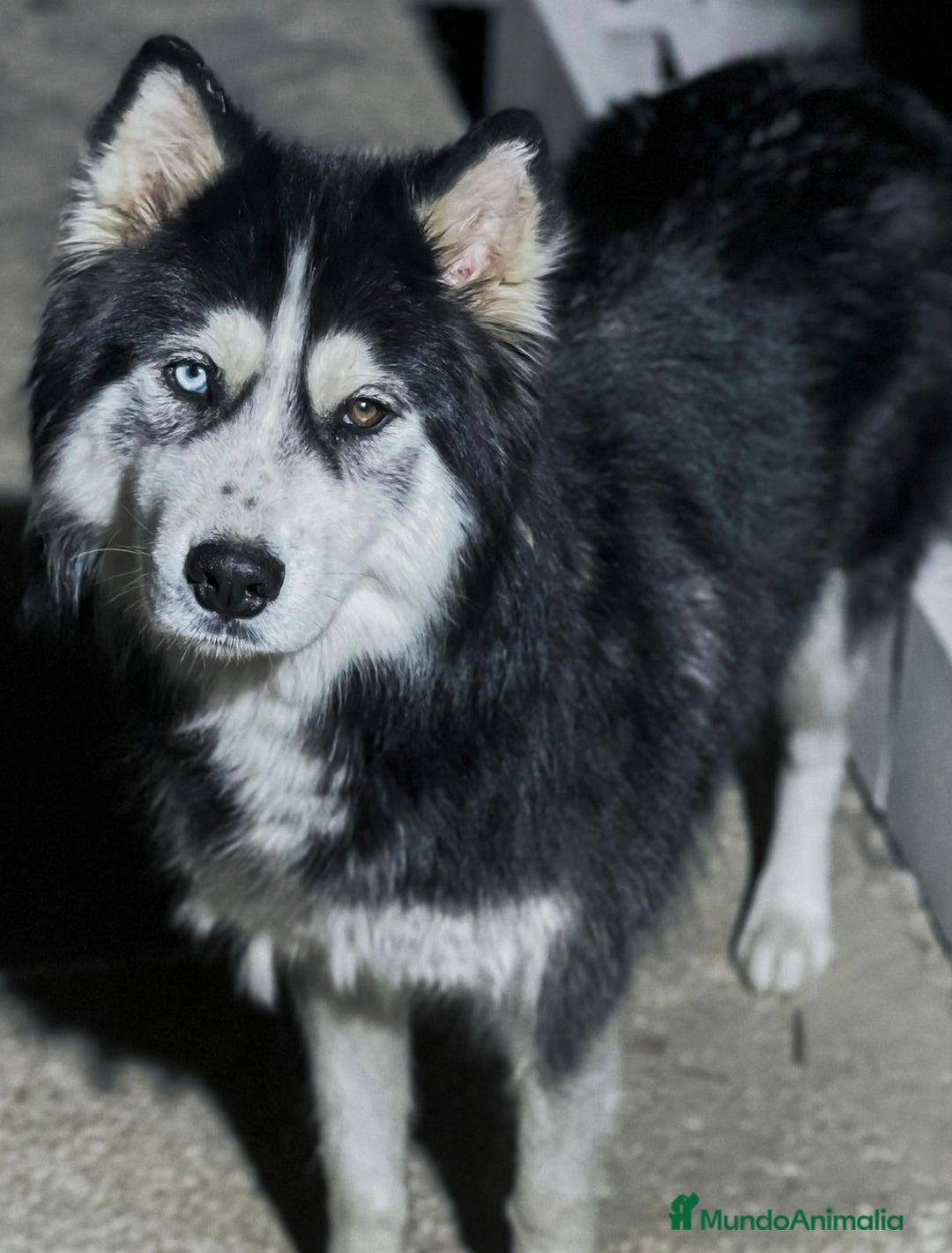 Husky Siberiano perros en venta: Husky siberiano  - Imagen 8