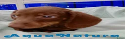 Teckel perros en venta: Teckel Macho de Kily y Tilo 7004 - AQUANATURA en Barcelona - Anuncio 4