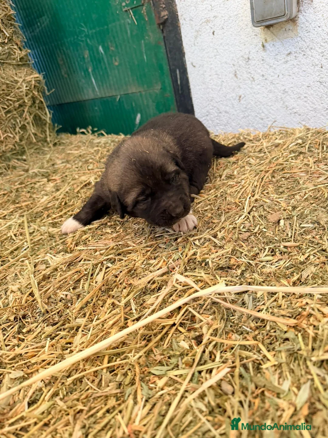 Raza Mixta perros en venta: Mestizo de mastín x Cáucaso  - Anuncio 17