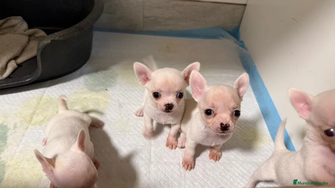 Chihuahua perros en venta: Cachoritos de pura raza - Anuncio 3