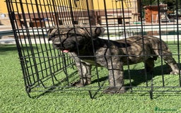 Dogo Canario perros en venta: Cachorros presa canario para guarda - Imagen 6