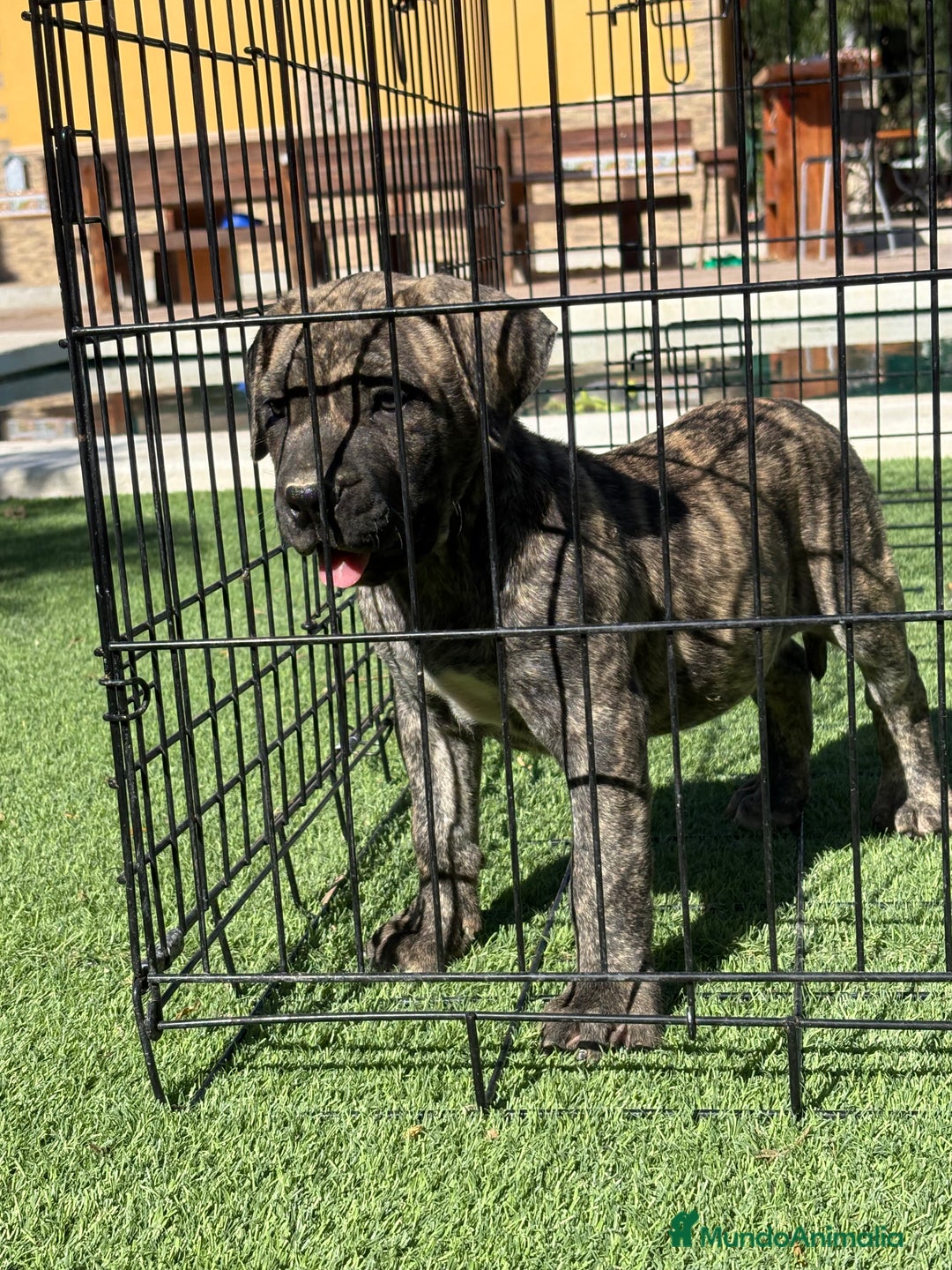 Dogo Canario perros en venta: Cachorros presa canario para guarda - Imagen 6