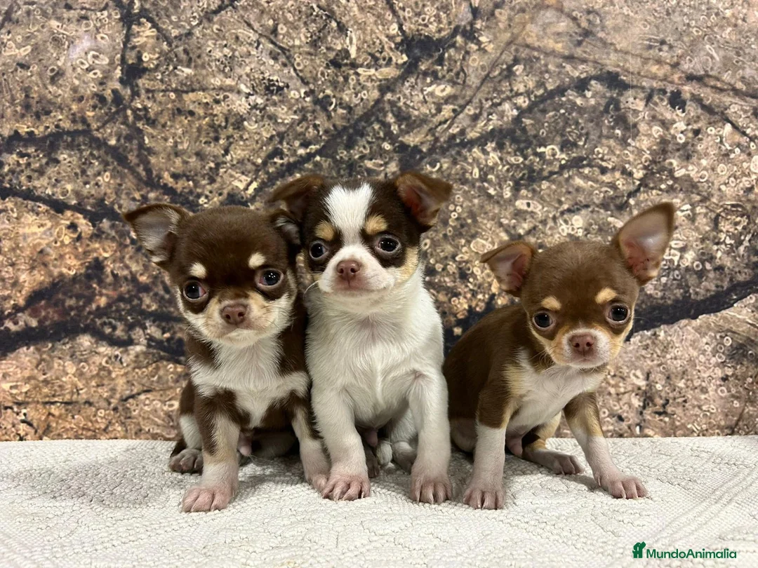 Chihuahua perros en venta: Chihuahua miniatura  - Anuncio 1