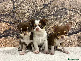 Chihuahua perros Chihuahua miniatura - Anuncio 1