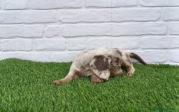 Teckel Miniatura perros en venta: Teckel mini arlequín pelo largo hembra  - Imagen 7