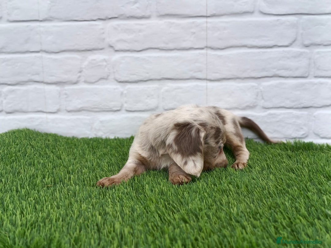 Teckel Miniatura perros en venta: Teckel mini arlequín pelo largo hembra  - Imagen 7